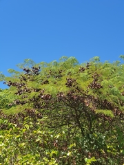 Mimosa lingvatouana image