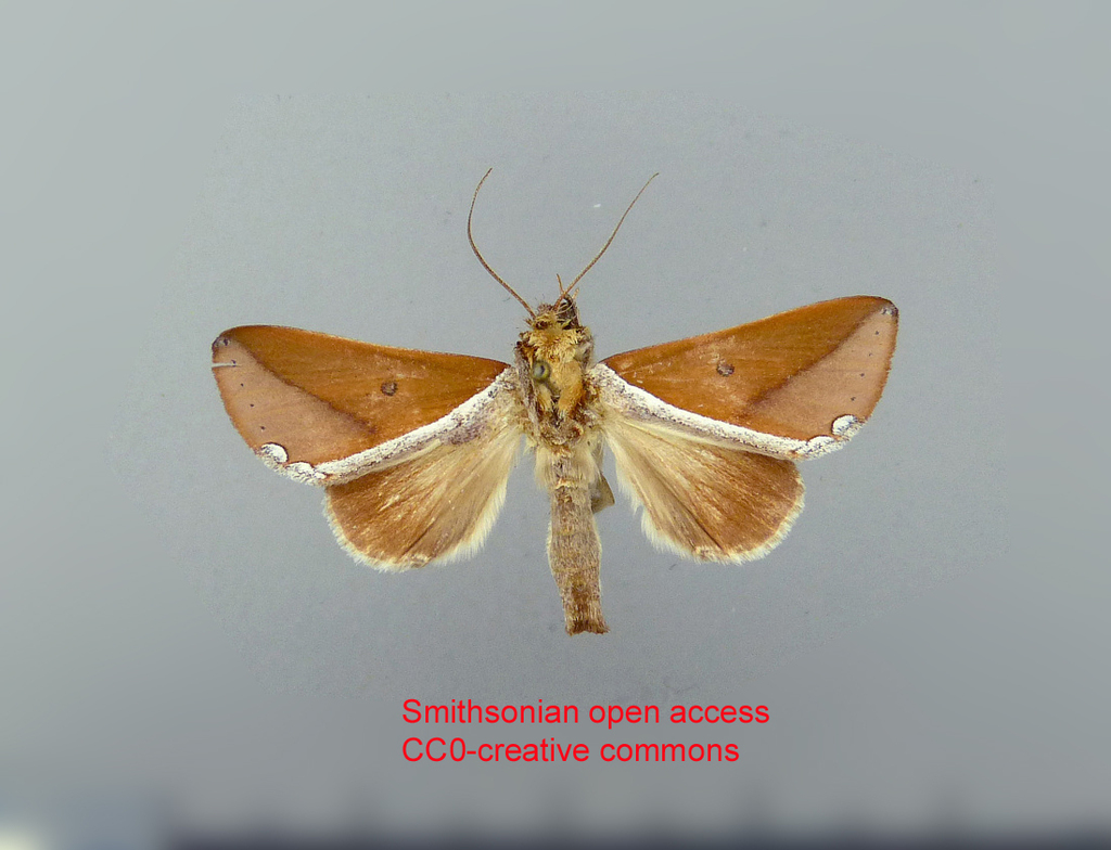 Strophocerus orbipunctata