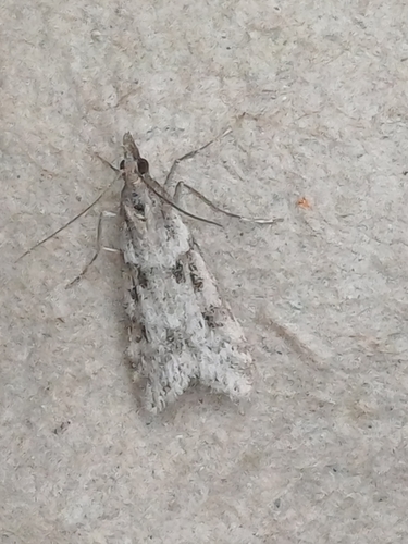 Narrow-winged Grey, Tilehurst, Reading, UK, photo 9 of 10
