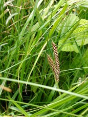 Carex flacca