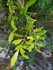 Tricalysia