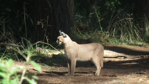 Caracal (Caracal caracal)