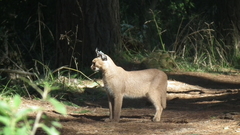 Caracal caracal caracal