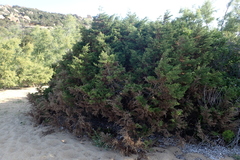 Juniperus turbinata