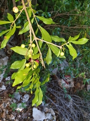 Tricalysia