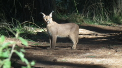 Caracal caracal caracal