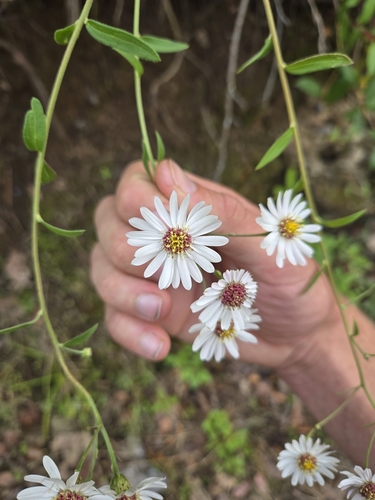 Himalayan Daisy (Erigeron emodi)