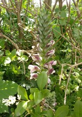 Acanthus mollis