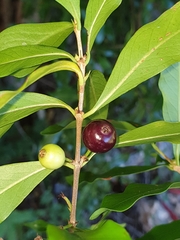 Tricalysia