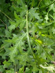 Acanthus mollis