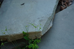 Cyperus lupulinus