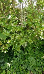 Acanthus mollis