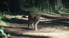 Caracal caracal caracal