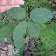 Amelanchier × lamarckii