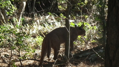 Caracal caracal caracal