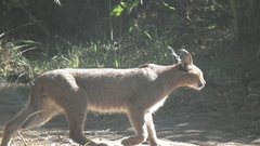 Caracal caracal caracal