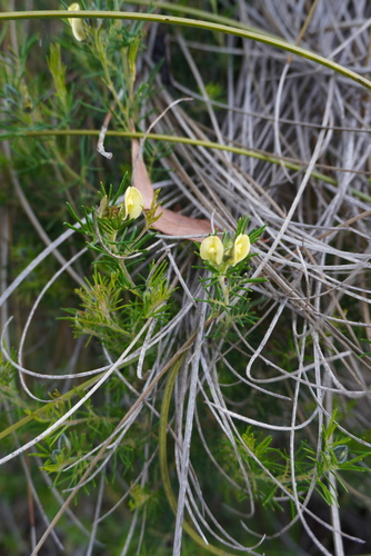 Image of Gompholobium tomentosum by (c) Kim Lapere, some rights reserved (CC BY)