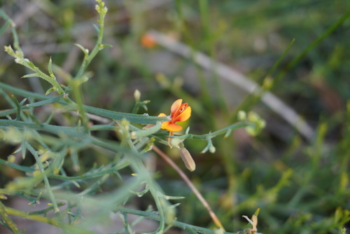 Image of Jacksonia sericea by (c) Kim Lapere, some rights reserved (CC BY)