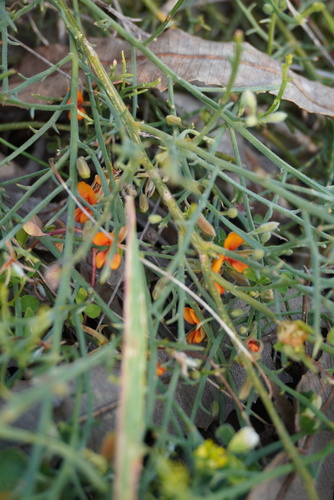 Image of Jacksonia sericea by (c) Kim Lapere, some rights reserved (CC BY)
