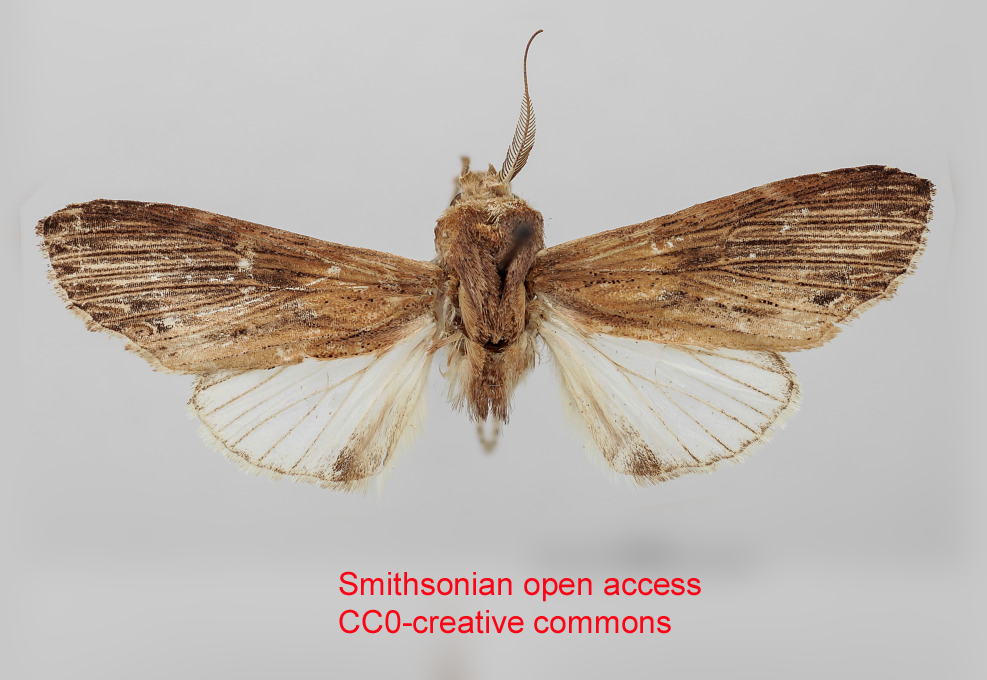 Xylodonta rufitincta