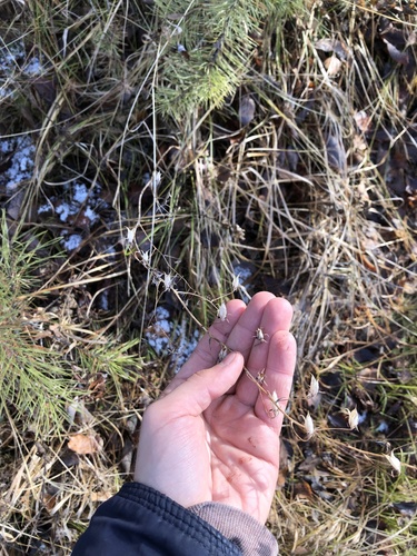 Anticlea sibirica iNat (2)