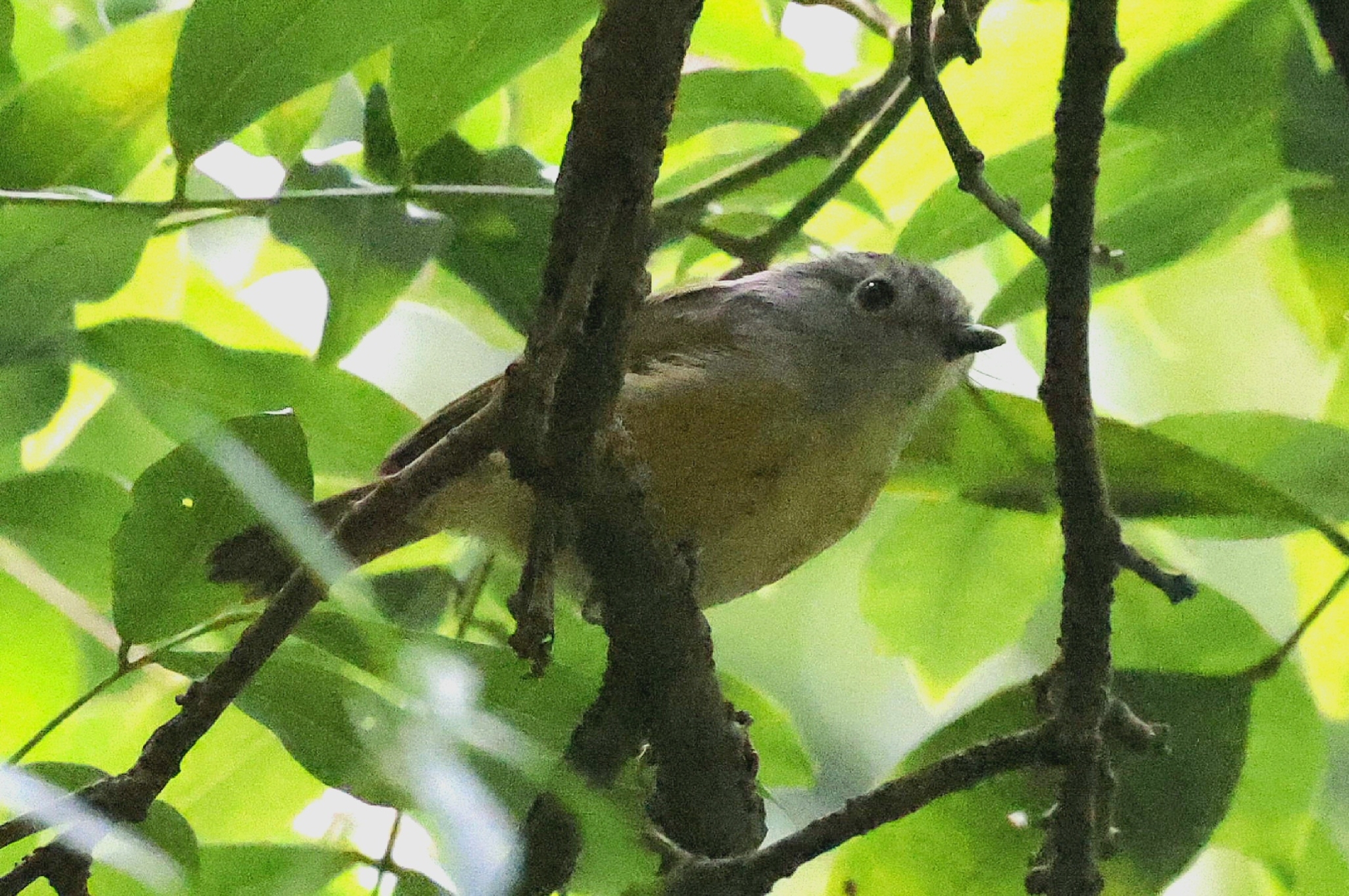 Huet's Fulvetta