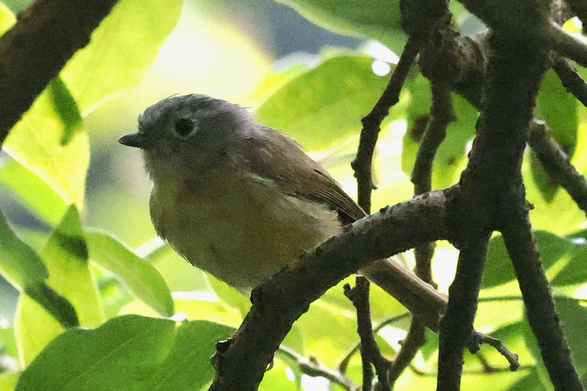 Huet's Fulvetta