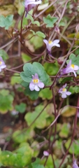 Cymbalaria muralis