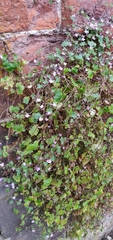 Cymbalaria muralis