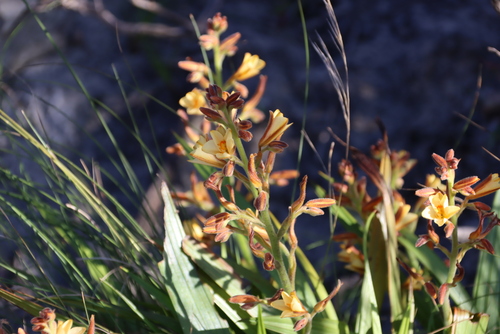 Image of Wachendorfia brachyandra by (c) Tony Rebelo, some rights reserved (CC BY-SA)