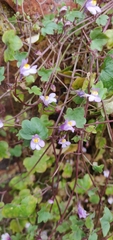 Cymbalaria muralis