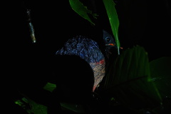 Black-Crowned Pitta photo 2