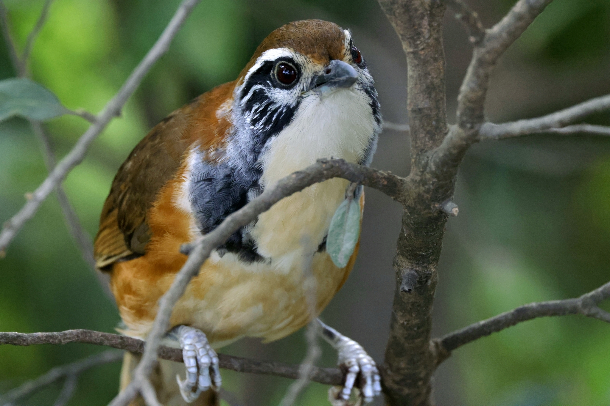 Greater Necklaced Laughingthrush