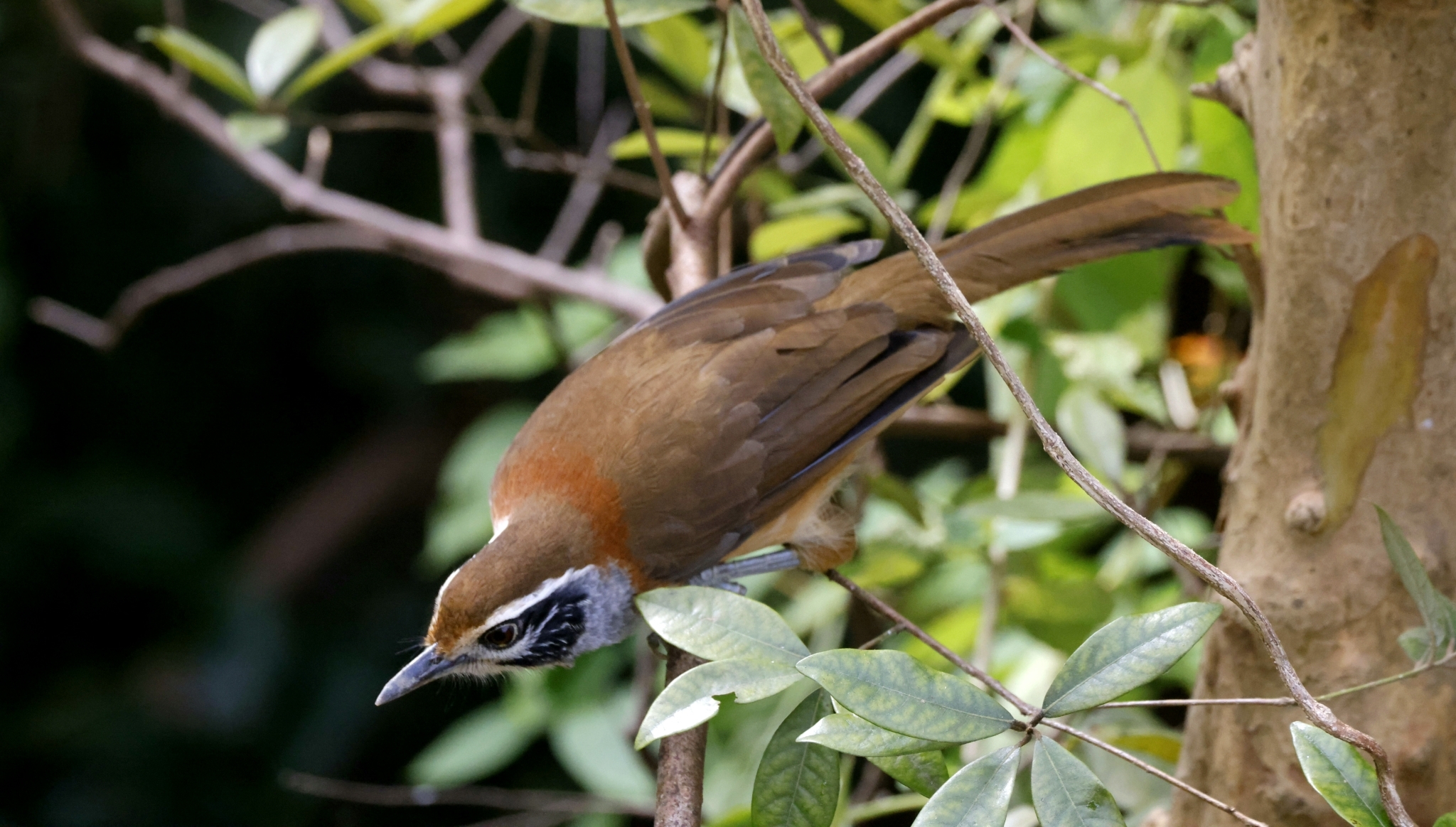 Greater Necklaced Laughingthrush