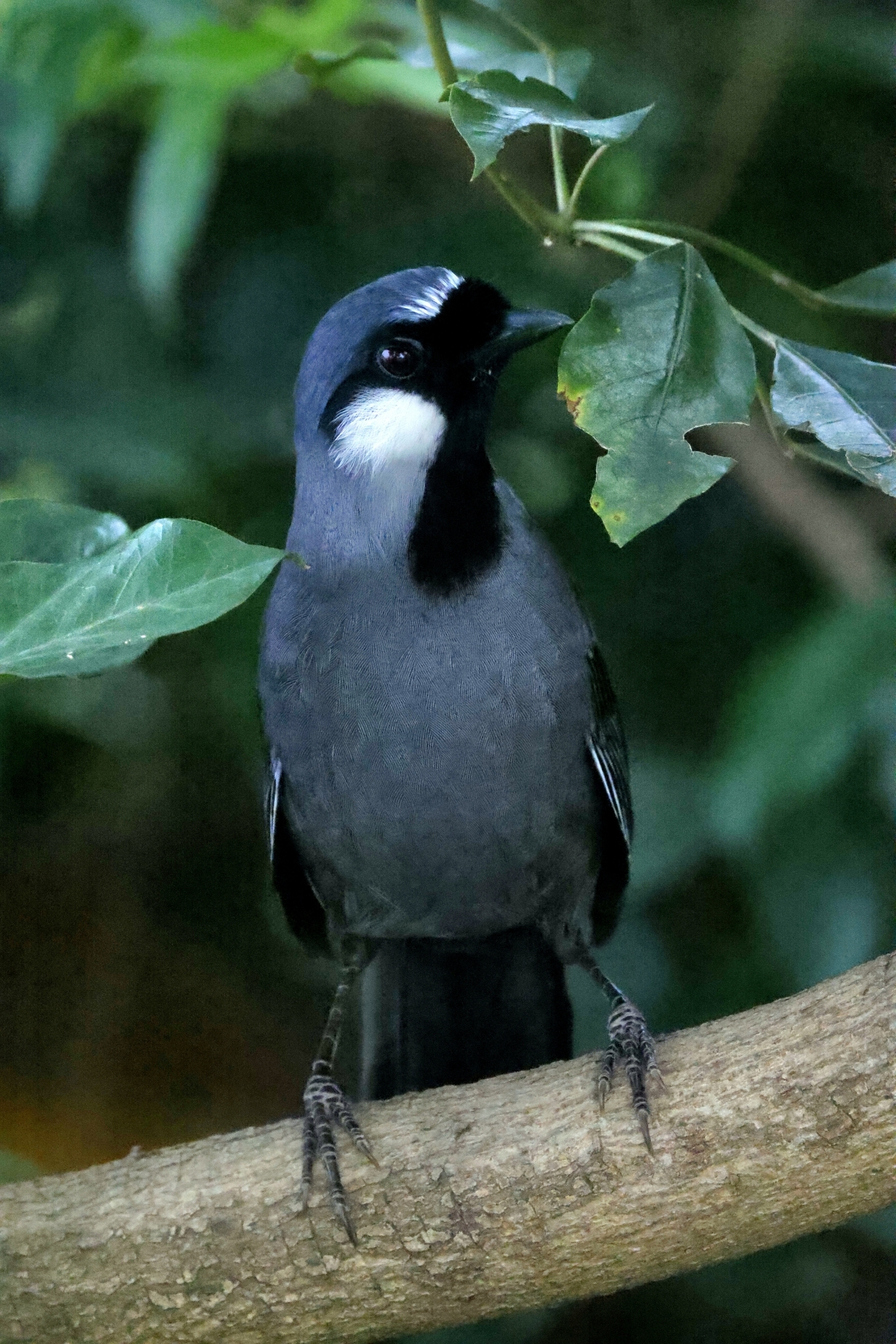Black-throated Laughingthrush