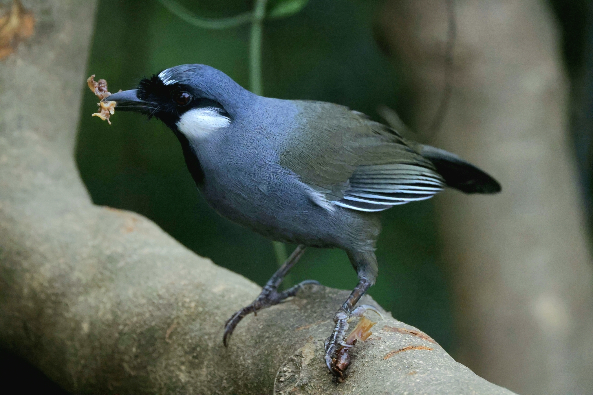 Black-throated Laughingthrush