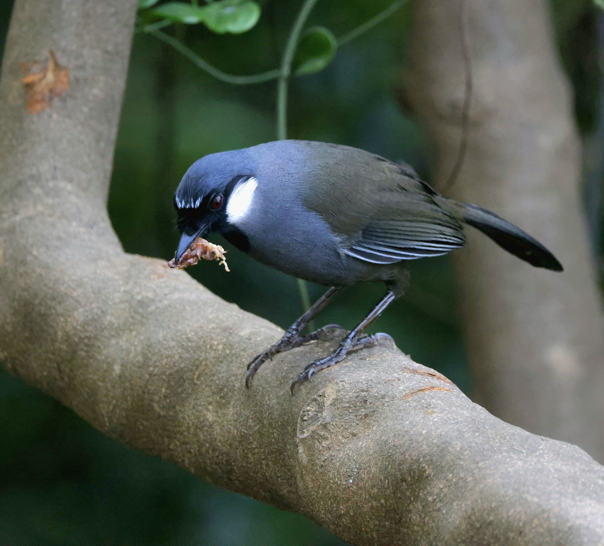 Black-throated Laughingthrush