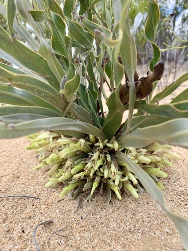 Leptosema tomentosum, 2021-09-26