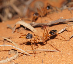 Myrmecia desertorum