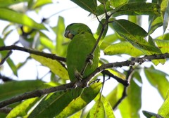 Bolbopsittacus lunulatus