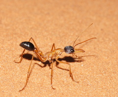Myrmecia desertorum