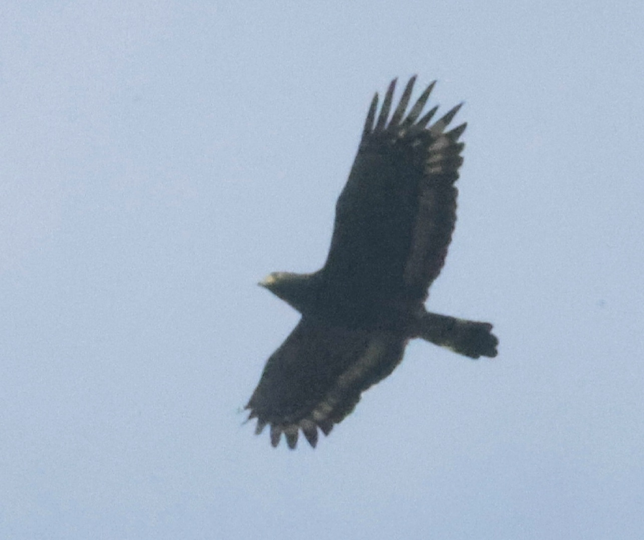 Crested Serpent Eagle