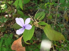 Barleria