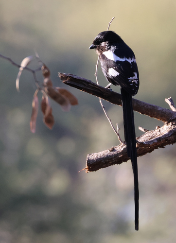 Magpie Shrike