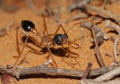 Myrmecia desertorum