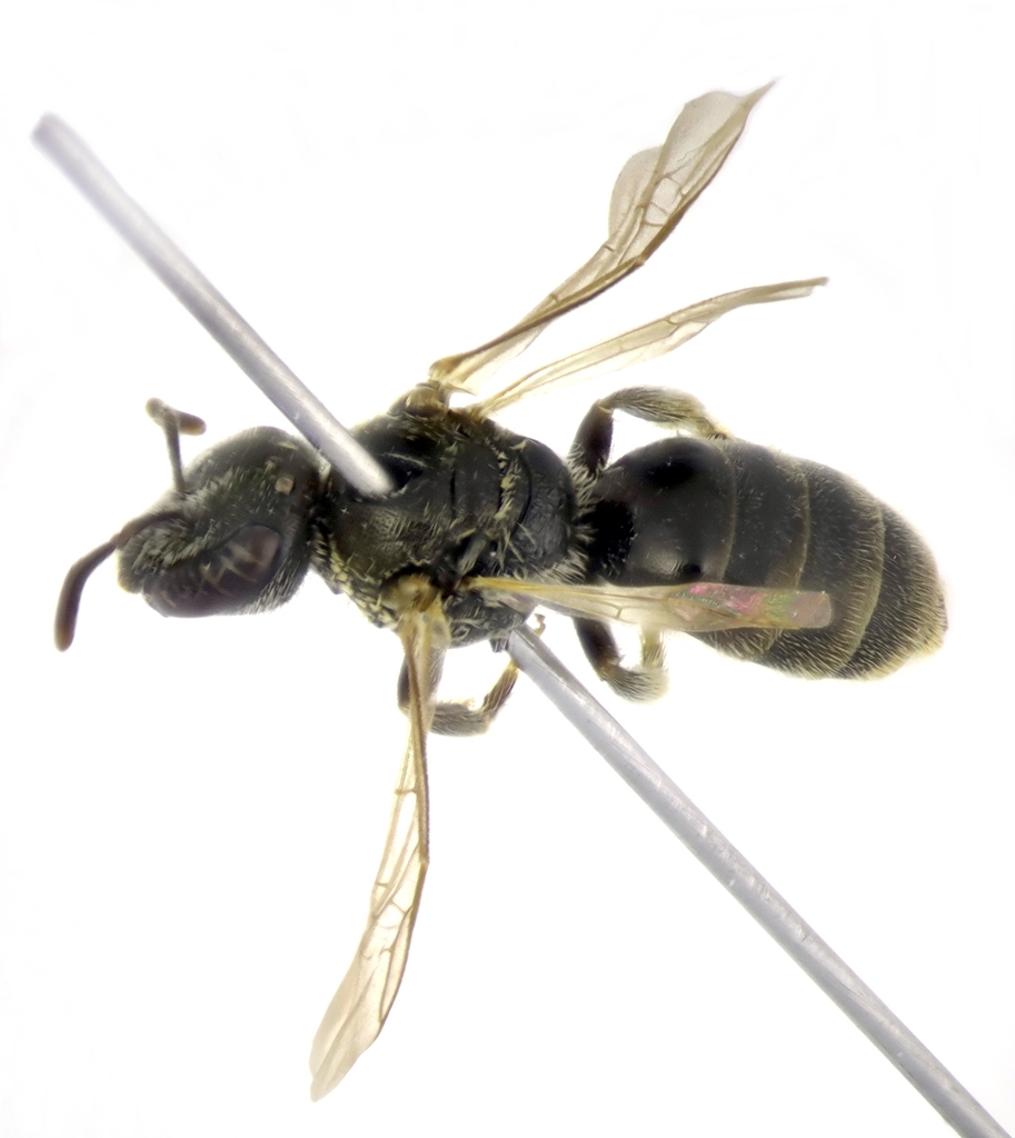 Lasioglossum mesosclerum