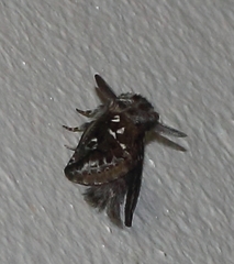 Metarbelidae