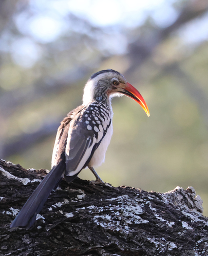 Southern Red-billed Hornbill