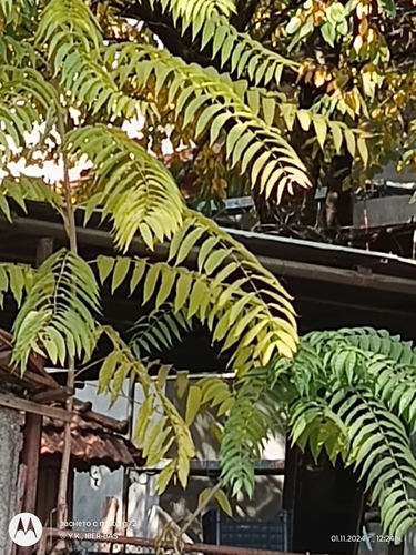 tree-of-heaven