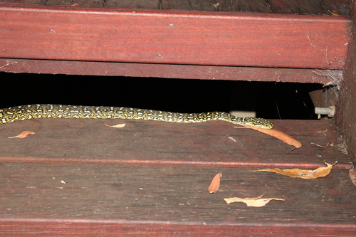 Diamond Python sighting